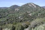 Foothills chaparral