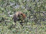 black bear eating acorns in tree