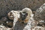 Pika on rocks