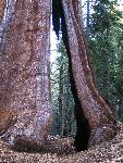 trail through a tree