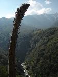 Yucca begins to bloom along the Middle Fork Trail