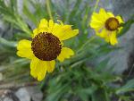 Sneezeweed