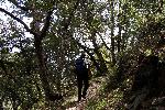Hiking among oaks on the Ladybug Trail