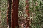 Sequoias along Cedar Creek