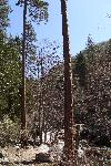 Young sequoias at Ladybug Camp
