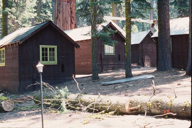 tent cabins in a pine forest