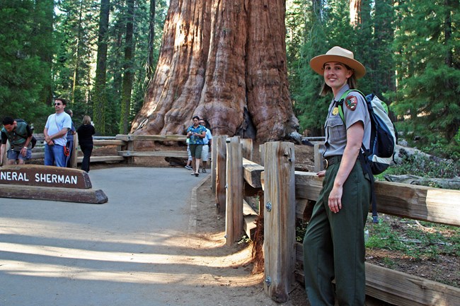 a ranger prepares to give a talk at the General Sherman tree