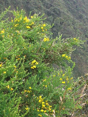 A French broom bush with yellow flowers