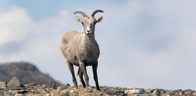 A bighorn ewe stands atop a ridge in the Sierra Nevada.