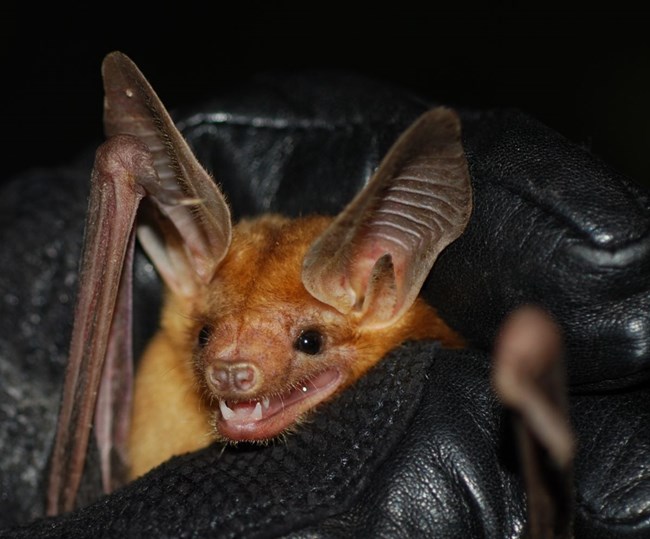 Bat with long ears reddish bround fur on head and light tan fur on body, held in a gloved hand.