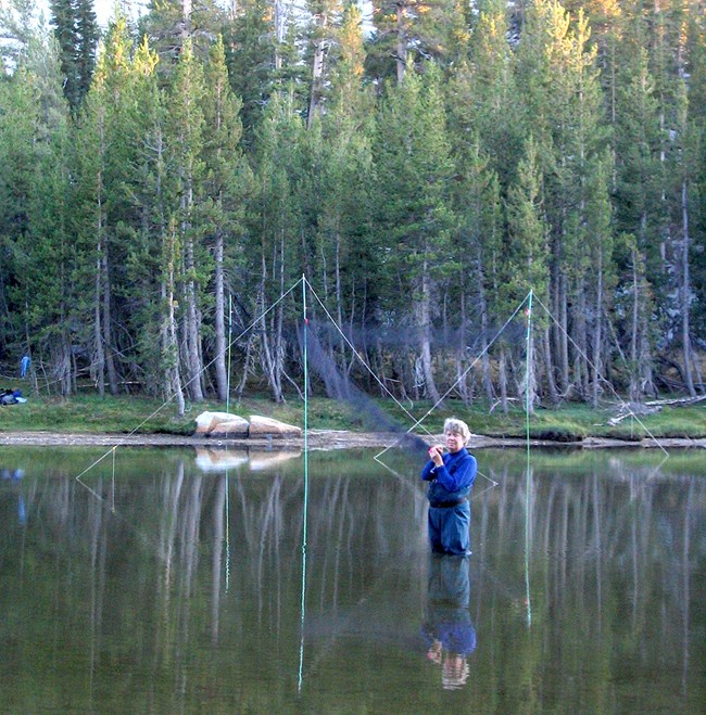 Scientist stands in a lake in a forested area and sets up mist nets to capture bats.
