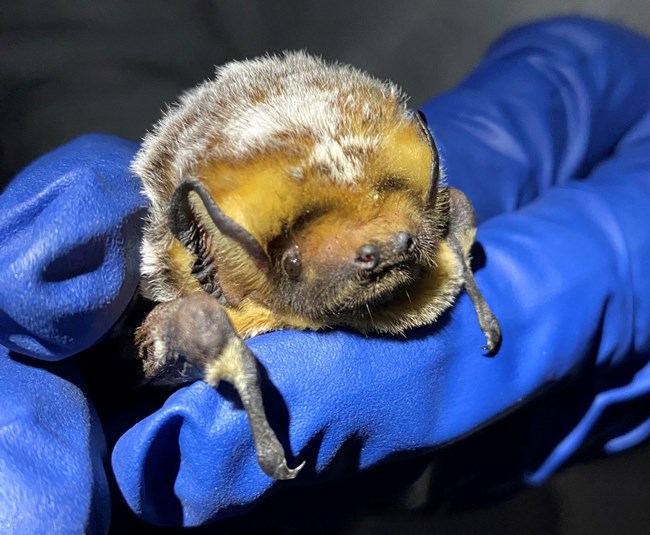 Hoary bat held in gloved hand. Photo shows the face and upper body of the bat with golden fur around its face and frosty tinged fur on its back that gives it the name "hoary".  and