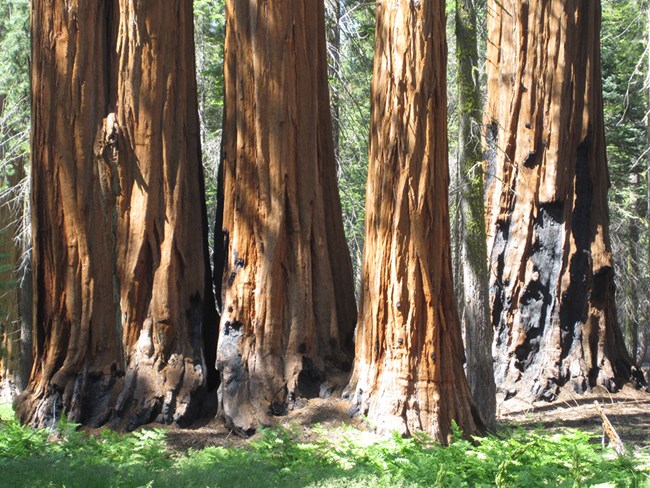 Giant sequoias displaying bark charring at base from fire