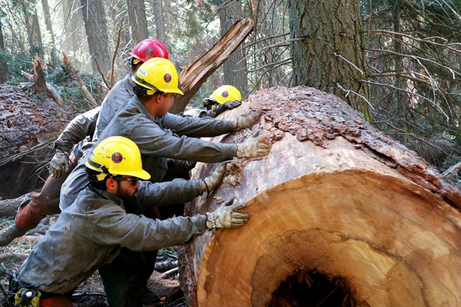 Five firefighters roll a large section of a tree away from a planned fireline.