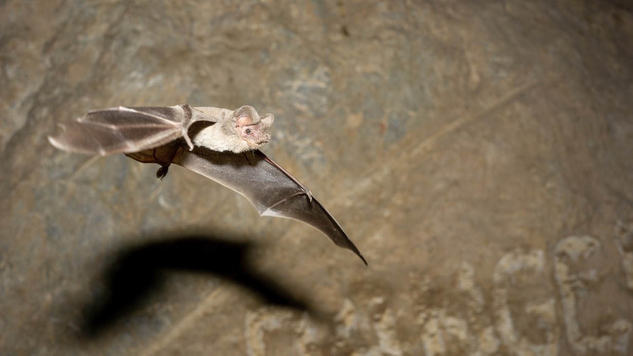 A spotlighted beige bat flying and casting its shadow on the brown cave wall behind it.