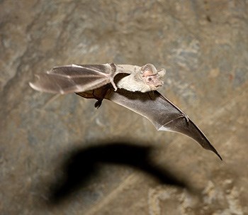 Spotlighted beige bat flies in cave casting its shadow on the wall behind it.