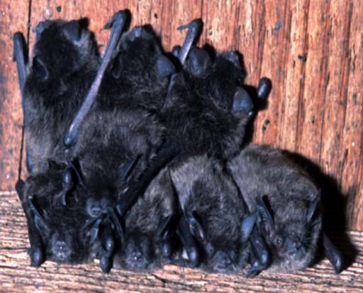 Six dark brown bats roosting together against a wooden wall and beam .