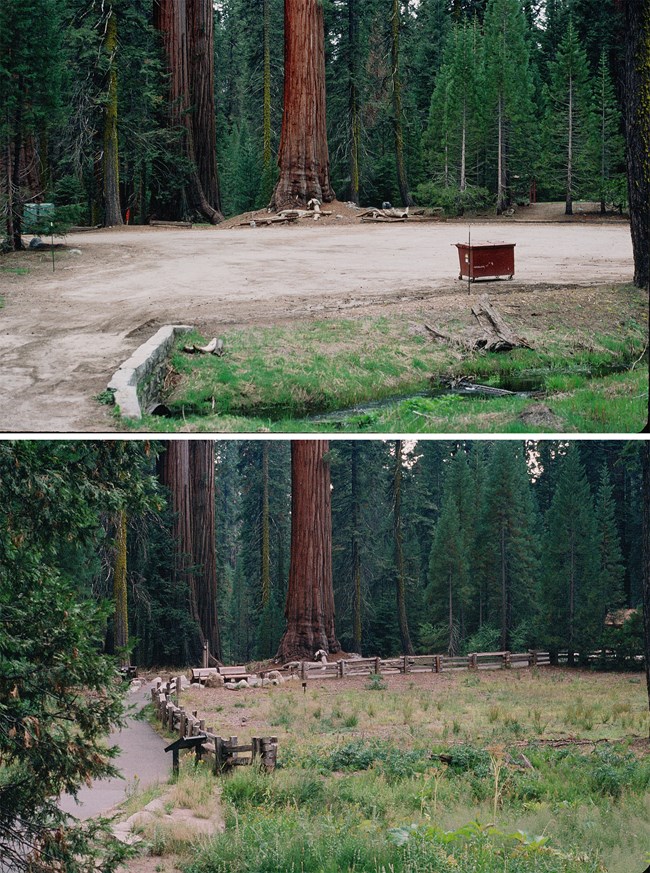 a comparison photo of round meadow before and after restoration