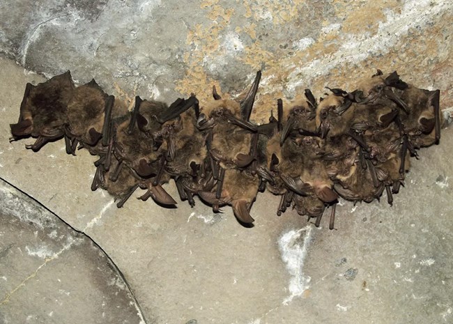 A group of about 20 brown bats clustered together, roosting on a rock wall in a cave.