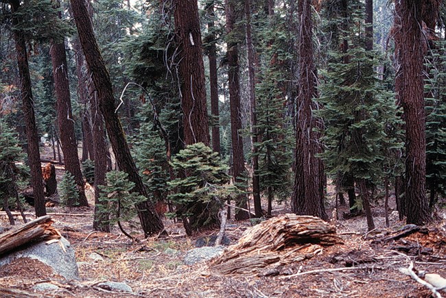 Red fir forest in Sequoia National Park
