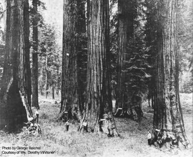 Historic photo of sequoias