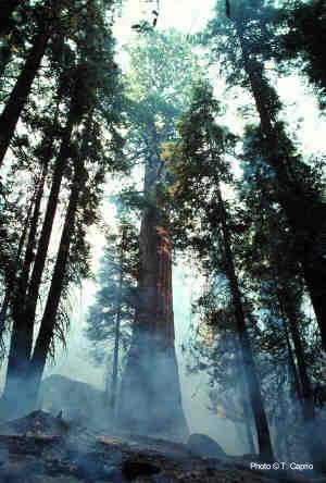 Smoke curls up from a prescribed burn in a sequoia grove.