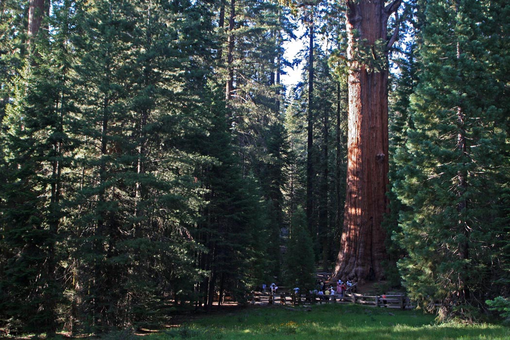 General Sherman Tree