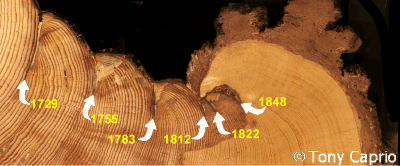 Fire record from mid-elevation xeric conifer forest (primarily Jeffrey pine). Fire return intervals in this forest type usually range between 20-50 years (average of about 30 years) on the west slope of the Sierra Nevada.