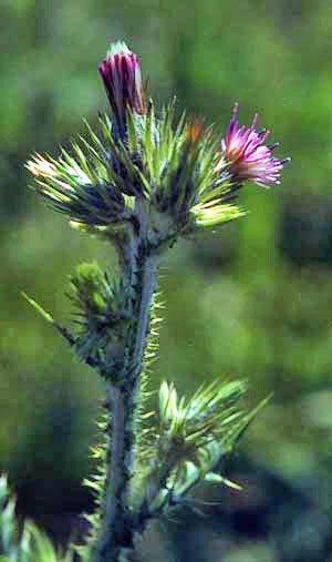 Italian thistle