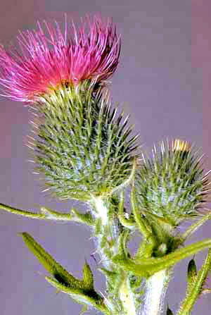 Red flowering head of bull thistle