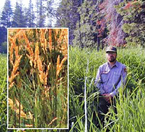 Tall red cylindrical flowerheads stick up from green stems in a reed canary grass bed
