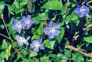 Five-petaled purple flowers stand out against mint-green leaves of the Greater Periwinkle plant.
