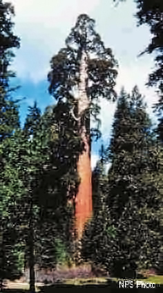 Giant sequoia tree