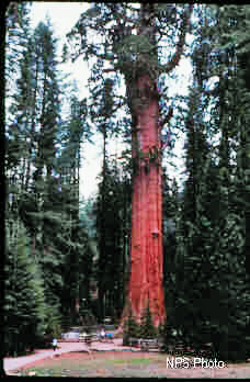 Giant Sequoia towers over tiny visitors.