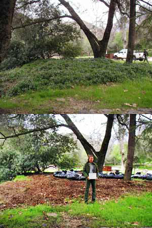 NPS personnel removed greater periwinkle (Vinca major) from Potwisha Campground in 2001. Black plastic bags full of greater periwinkle are visible in the background; this plant material will be safely disposed of offsite.