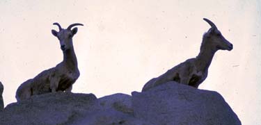 Endangered big horn rams