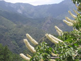 California buckeye webcam
