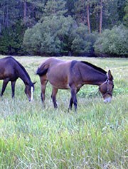 Two horses graze in a meadow