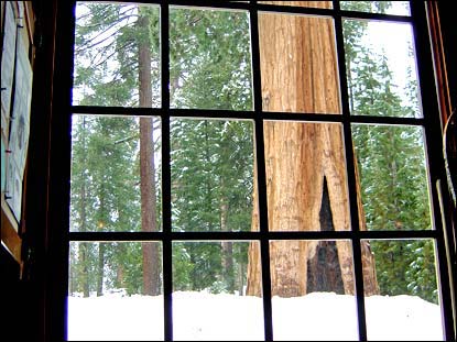 Winter view - Giant Forest Museum.-Photo SMB