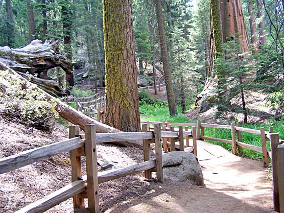 A pleasant trail winds through the trees in Grant Grove