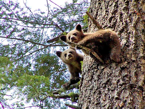 Two bear cubs in a white fir tree.
