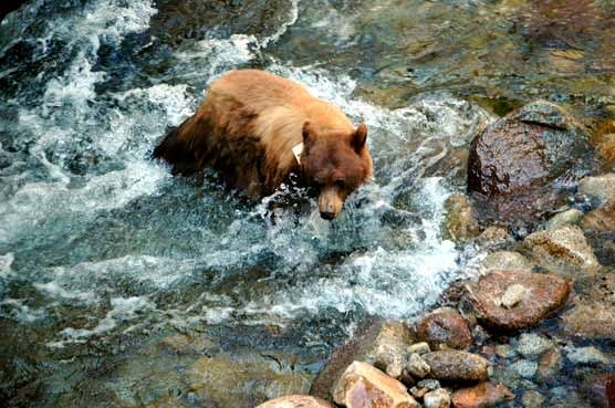 Bears crosses a surging river