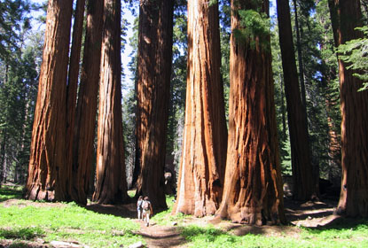 Hikers in a sequoia grove