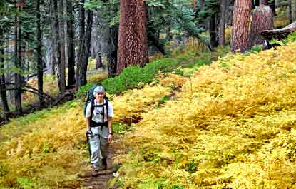Hiker passes a group of bright yellow ferns showing their fall color
