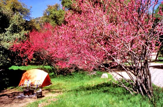 Campground in Potwisha with flowering dogwood