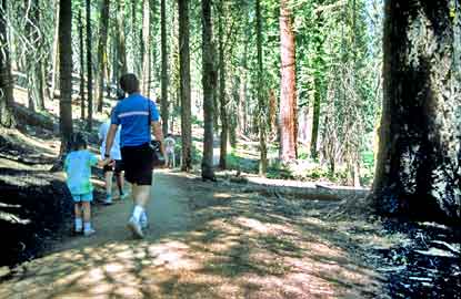 Parent and child hike through a mid-elevation sequoia grove