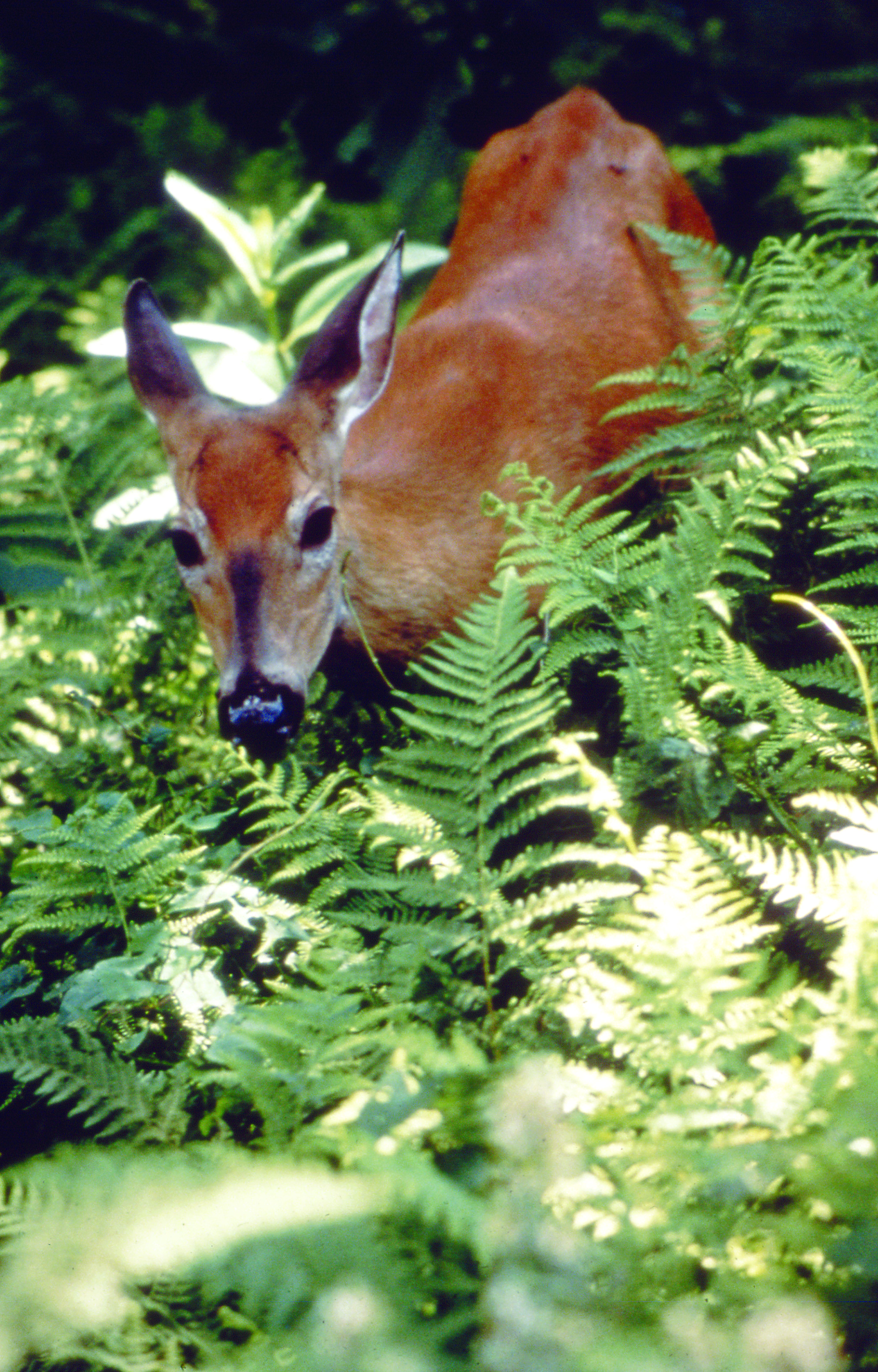 Deer in Ferns