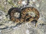 Timber Rattlesnake (Crotalus horridus)