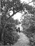 Visitors hike along a tree lined trail