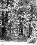 Visitors under large Hemlock trees